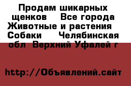 Продам шикарных щенков  - Все города Животные и растения » Собаки   . Челябинская обл.,Верхний Уфалей г.